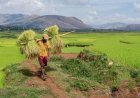 World Food Day LIVE: The task of feeding the world