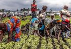 Why are over 670 million people going hungry?