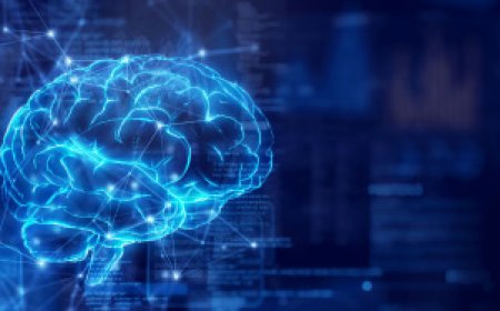 Organoid research reveals: the brain is born with a preset "operating system"