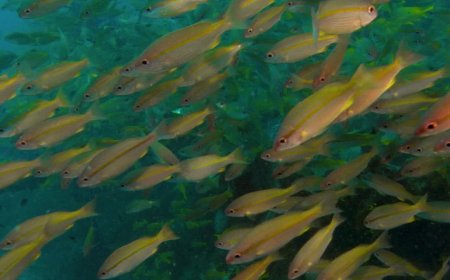 For Real, a Natural History of Misinformation