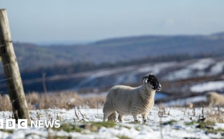 Cold weather to ring in New Year as amber health alerts issued