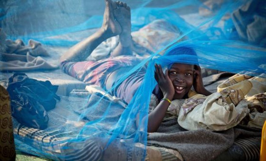 Malaria: Drug resistance and underfunding threaten progress towards eliminating killer disease
