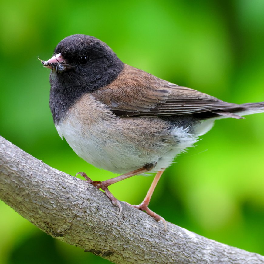 How the Pandemic Lockdowns Changed a Songbird’s Beak