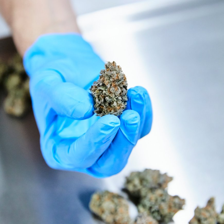 Review of Medical Cannabis Use Finds Little Evidence of Benefit