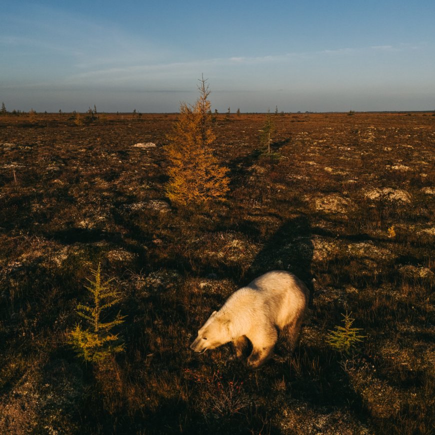 Reporting on Arctic Sovereignty in the Polar Bear Capital of the World