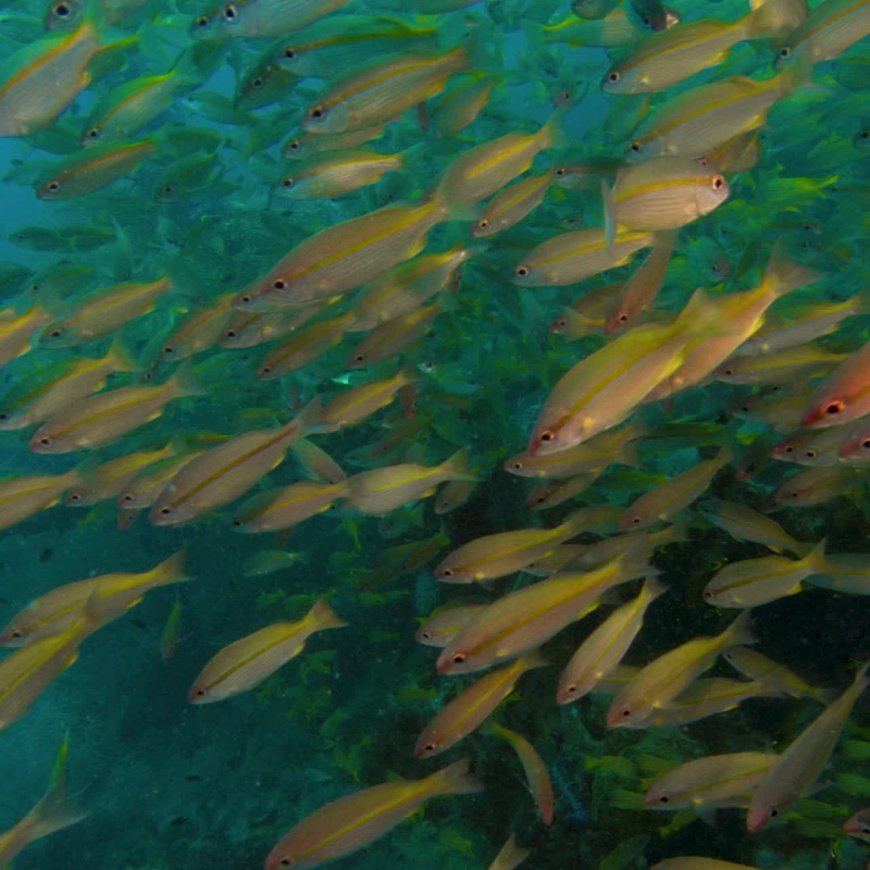 For Real, a Natural History of Misinformation