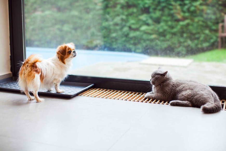 This Shark Carpet Cleaner Is a Game-Changer for Pet Hair and Stains