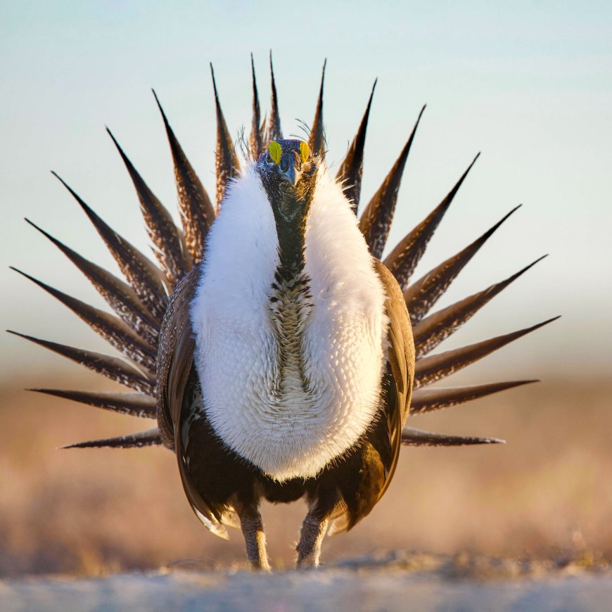 Trump Administration Loosens Protections for Iconic Greater Sage Grouse
