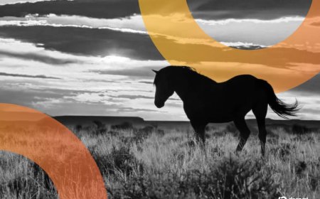 Wyoming's 'Frontier' Stablecoin Debuts—Will It Offer Yield?