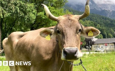 Weekly quiz: How did this cow surprise scientists?