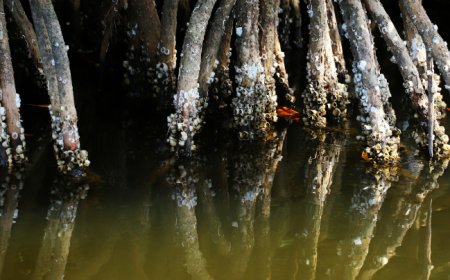 From roots to reach: Network resilience in natural disasters