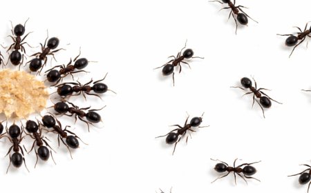 Centralized or distributed? Understanding modern router and AI fabric architectures