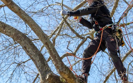 When Do You Need to Call a Tree Doctor?