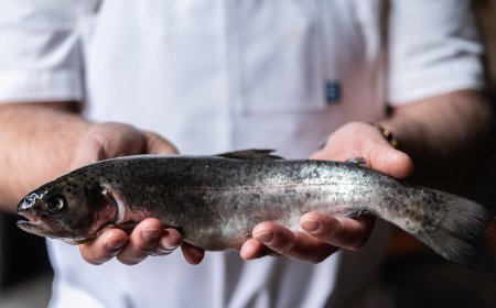 Monterey Bay Aquarium Seafood Watch Provide Sustainable Recommendations