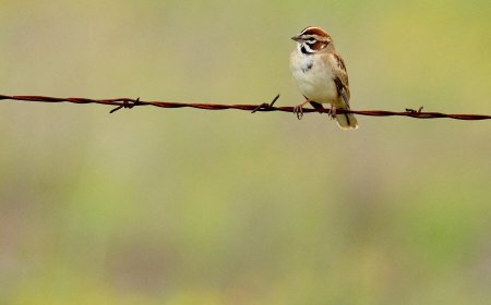 Bird Losses Are Accelerating, New Study Finds
