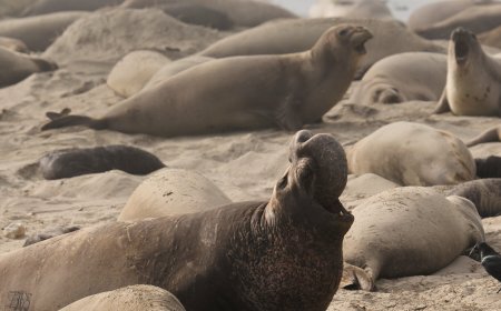 Bird Flu Strikes California Elephant Seals for the First Time