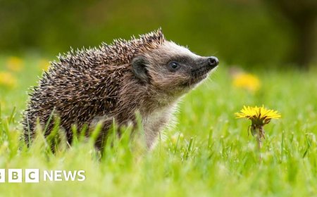 Secret of hedgehog hearing discovered at far beyond human range