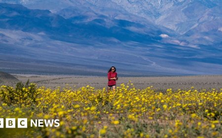Watch: Wildflowers cover Death Valley in best display since 2016