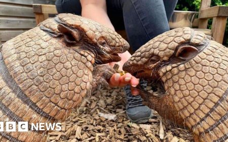 Zoo armadillos celebrate 19th birthdays