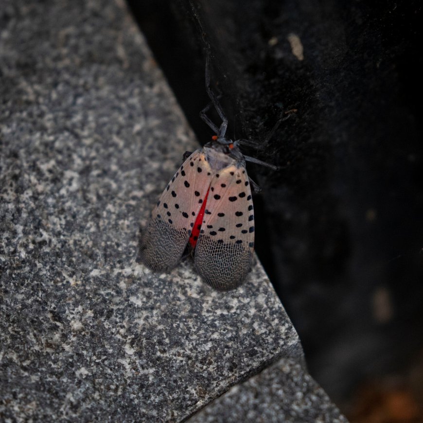 Cities May Be ‘Evolutionary Training Grounds’ For Spotted Lanternflies