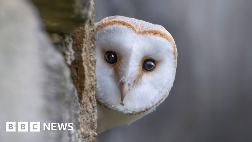 Wildlife to replace historical characters on banknotes