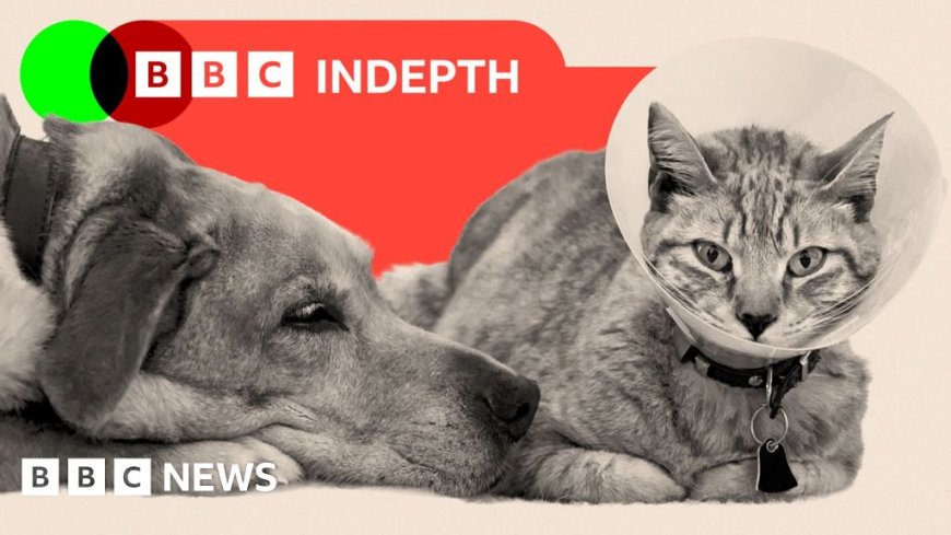 The Aldi-style insurgents who could be about to shake up the vets market
