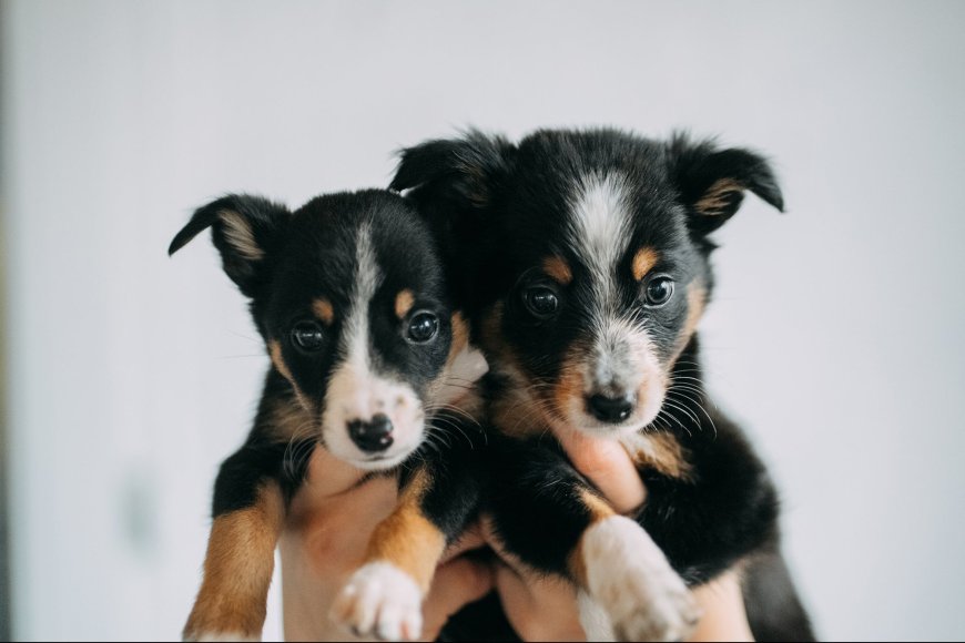 What Two Adopted Puppies Taught Me About Breaking Through the Noise