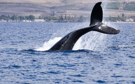 Nearly $120 million of XRP just moved to Coinbase in whale transaction
