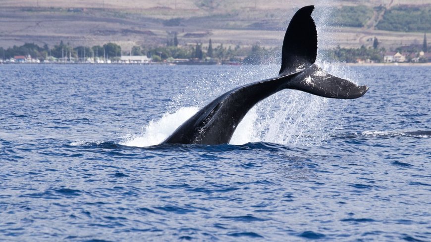 Nearly $120 million of XRP just moved to Coinbase in whale transaction