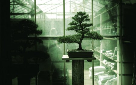Meet Bonsai: The First 27B AI Model That Fits on Your Phone