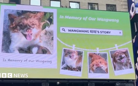 Blocked by censors, China's animal lovers take fight against abuse offline and overseas