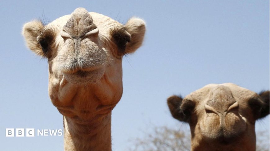 Even camels can't cope: Africa's ships of the desert hit by rising temperatures