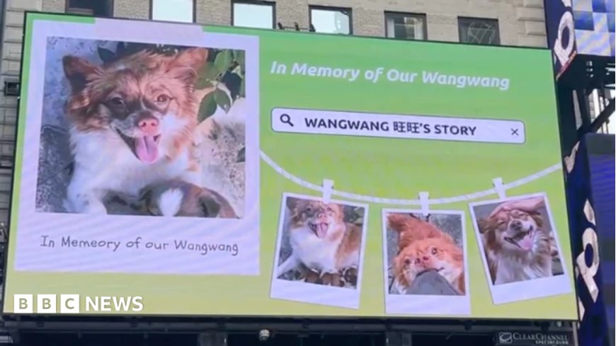 Blocked by censors, China's animal lovers take fight against abuse offline and overseas