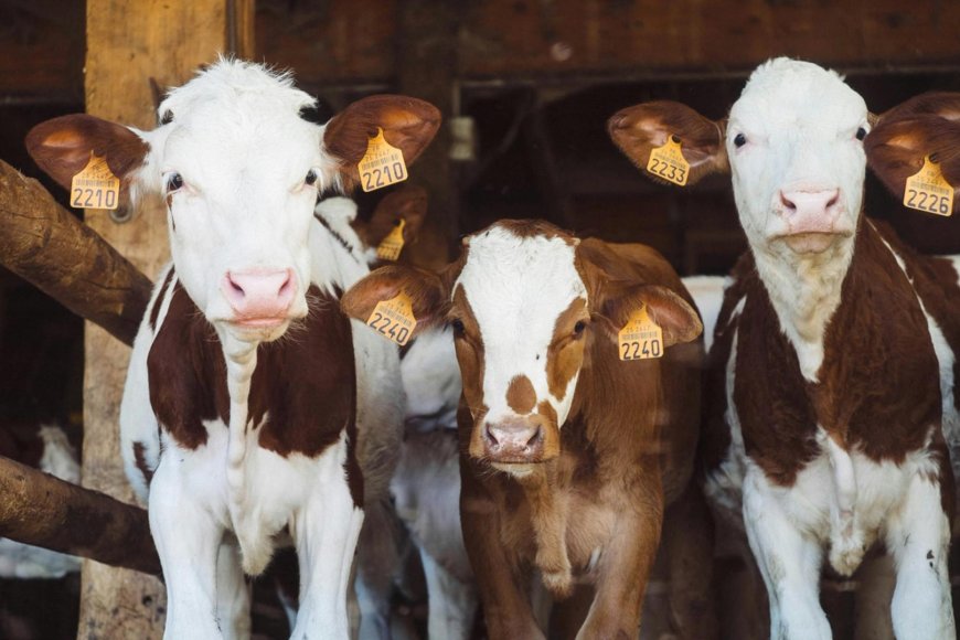 Brazilian farmers tokenized dairy cows to get loans, bypassing bank lending limits
