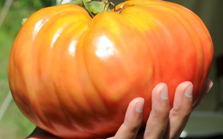 Test Your Tomato I.Q.
